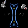 WP5. Ion channels in the vasculature and CVDs